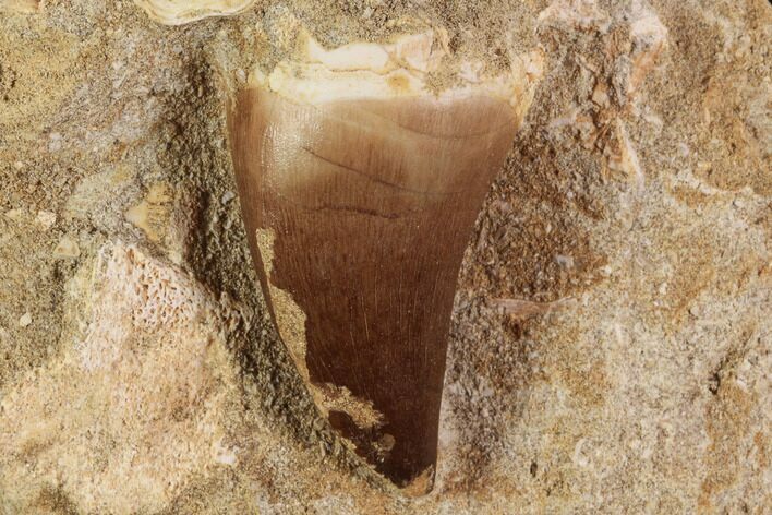 Mosasaur (Prognathodon) Tooth In Rock #91351
